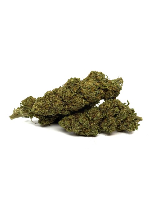 CBD-Blüte Orange Bud Greenhouse