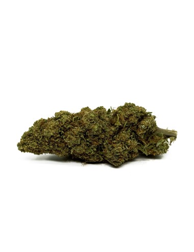 CBD-Blüte Orange Bud Greenhouse