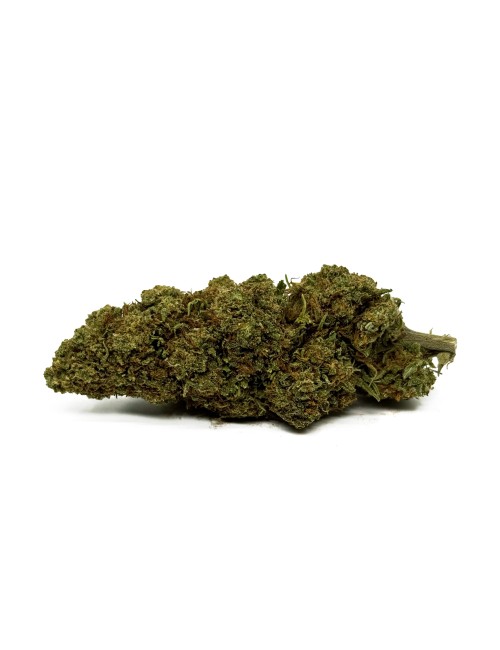 CBD-Blüte Orange Bud Greenhouse