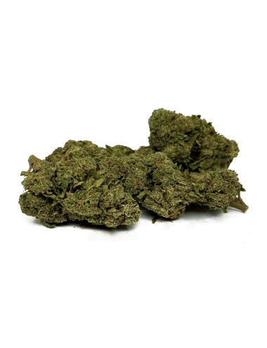 CBD-Blüte OG Kush Greenhouse