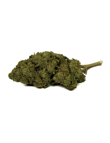 CBD-Blüte OG Kush Greenhouse