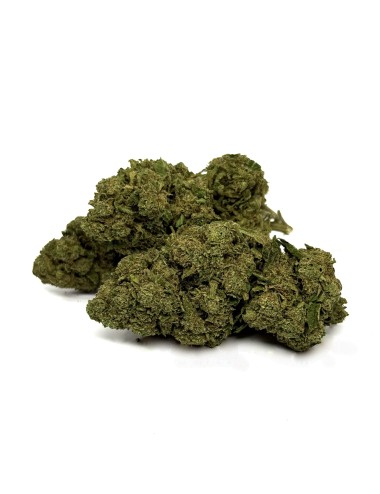 CBD-Blüte OG Kush Greenhouse