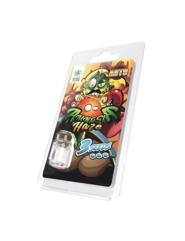 3 Amnesia Haze AUTO Samen | Plant of Life