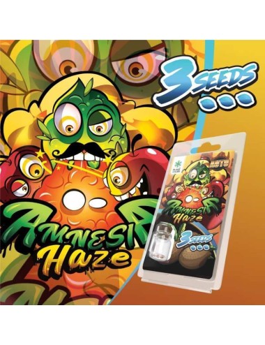 3 Amnesia Haze AUTO Samen | Plant of Life