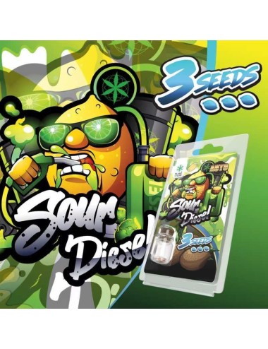 3 Sour Diesel AUTO Samen | Plant of Life