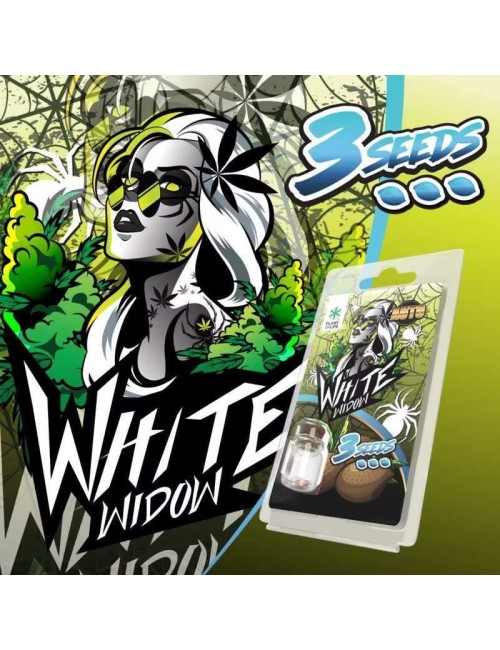 3 White Widow AUTO Samen | Plant of Life