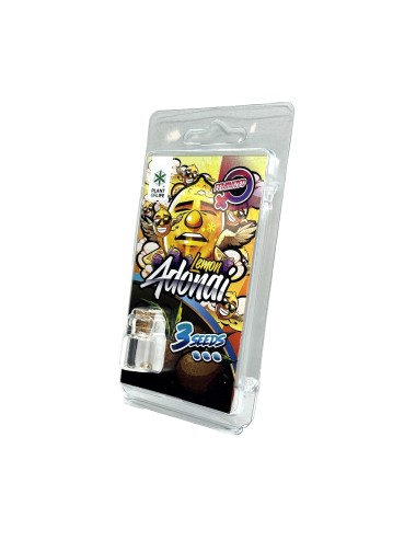3 Lemon Adonai FEMINISIERTE Samen | Plant of Life