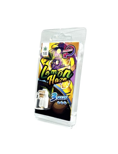 3 Lemon Haze FEMINISIERTE Samen | Plant of Life