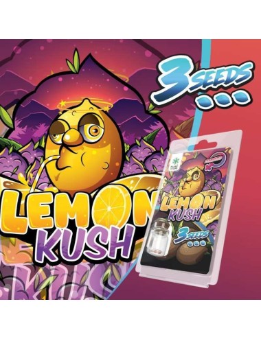 3 Lemon Kush FEMINISIERTE Samen | Plant of Life