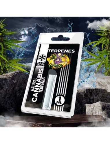 Terpene Lemon Haze | PLANT OF LIFE