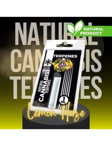 Terpene Lemon Haze | PLANT OF LIFE