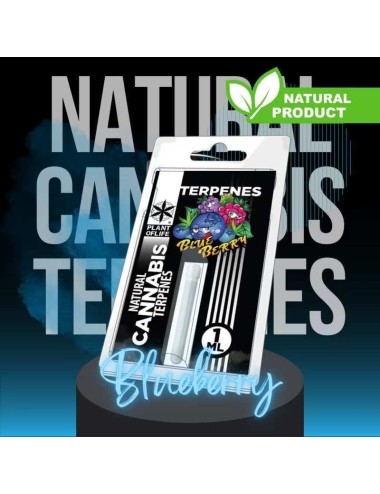 Terpene Blueberry Diesel | PLANT OF LIFE