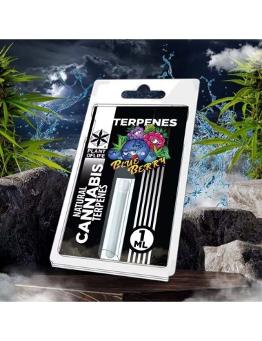 Terpene Blueberry Diesel | PLANT OF LIFE