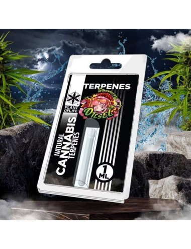 Terpene Strawberry Diesel | PLANT OF LIFE