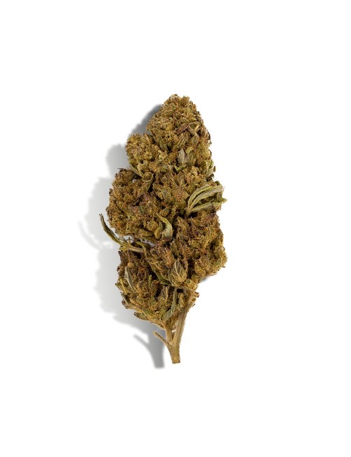CBD-Blüten Einsteiger-Entdeckungsset