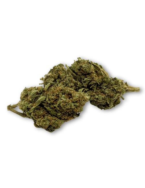 Ausverkauf CBD-Blüte Harlequin Indoor - Begrenzte Menge