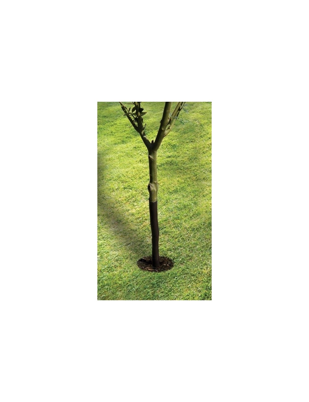 Spiralförmiger Baumschutz 61cm