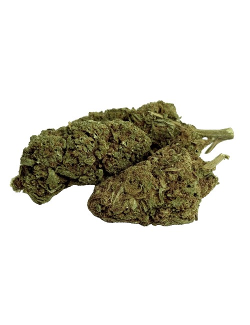 Fleur Tropical Haze 2.0 CBDX (CBD Xtrem)  NL-1 Indoor