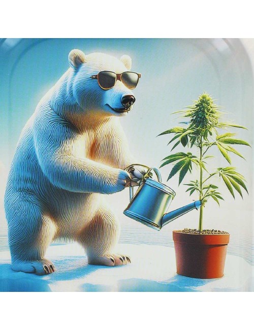 Plateau de roulage Beuz Arctic Grower