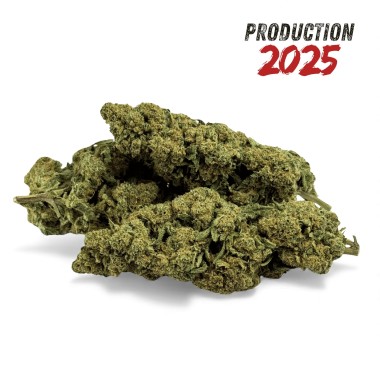 Fleur de CBD Super White Frost Greenhouse