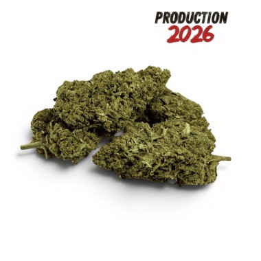 Fleur de CBD Super Silver Haze Indoor