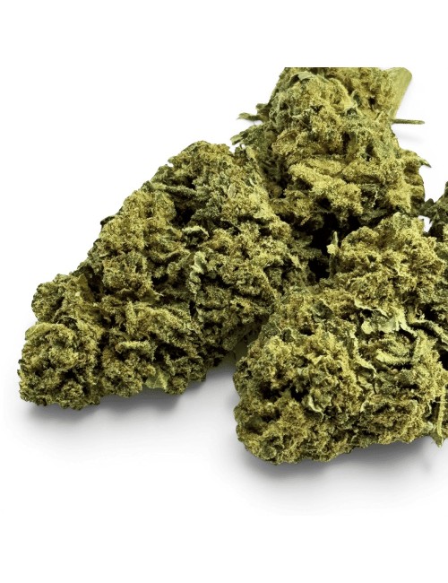 Fleur de CBD Super Silver Haze Indoor