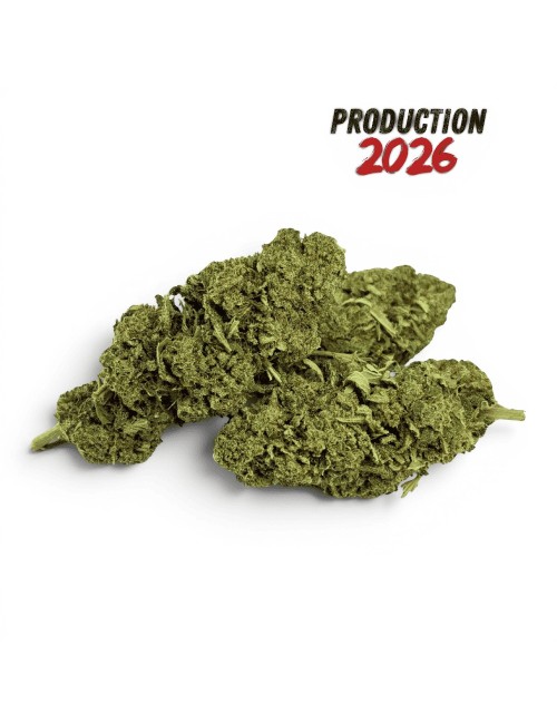 Fleur de CBD Super Skunk Indoor