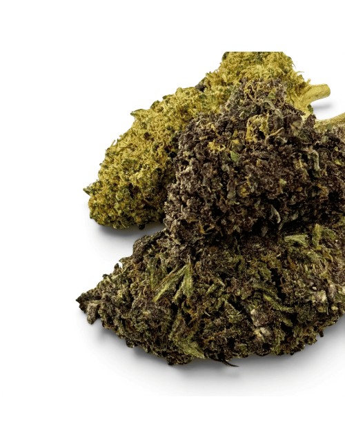 Fleur Purple Haze CBDX (CBD Xtrem) Indoor 20%