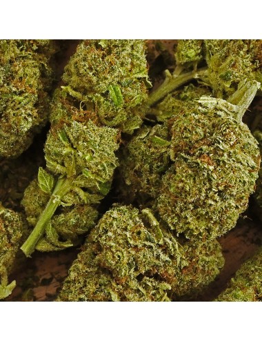 CBD-Blüte - OG DIAMOND