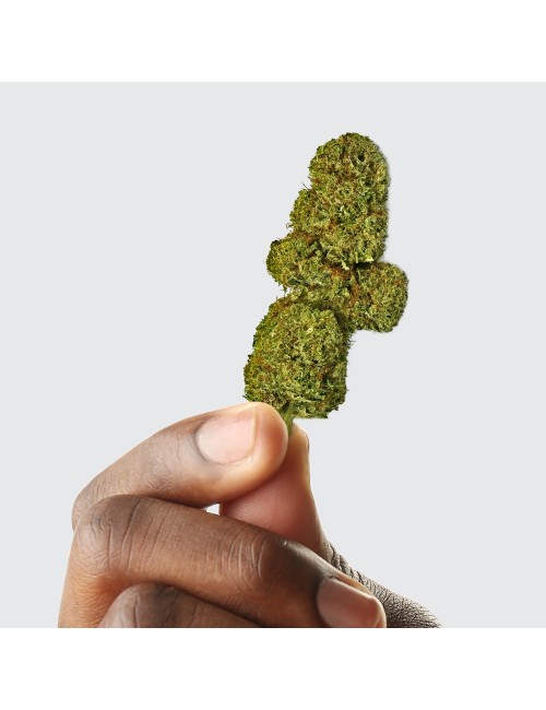 CBD-Blüte - OG DIAMOND