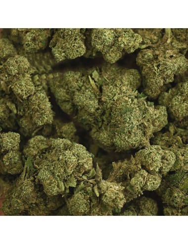 CBD-Blüte - RAINBOW KUSH
