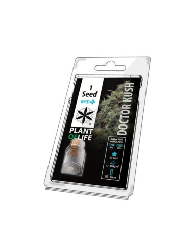 Sammelkorn DOCTOR KUSH MED+