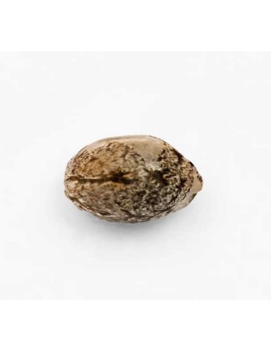 Sammelkorn OG KUSH FEMINISIERT | PLANT OF LIFE