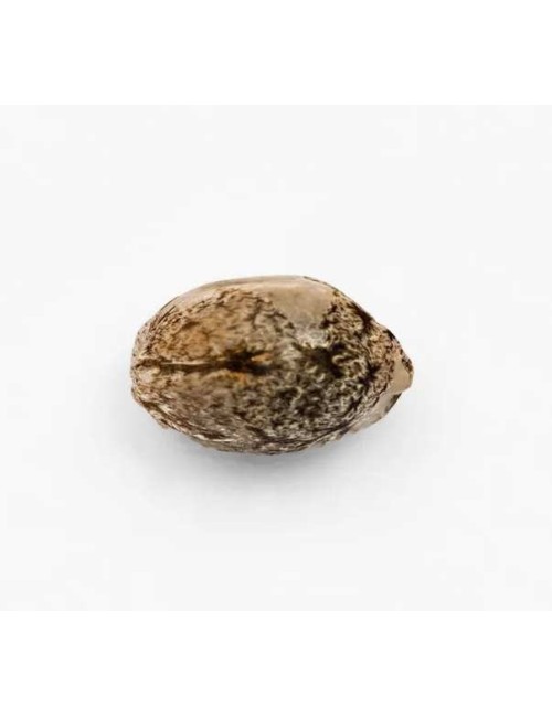 Sammelkorn OG KUSH FEMINISIERT | PLANT OF LIFE