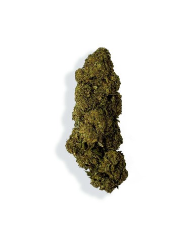 CBD-Blüte - CHARLOTTE'S WEB
