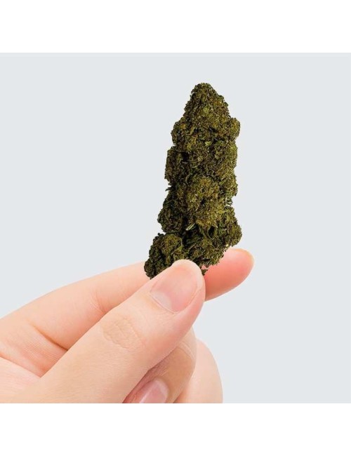 CBD-Blüte - CHARLOTTE'S WEB