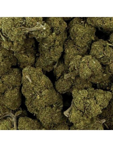CBD-Blüte - CHARLOTTE'S WEB