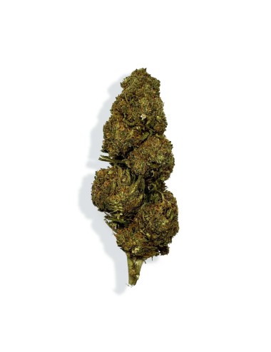 CBD-Blüte - BLUEBERRY