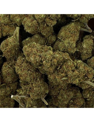 CBD-Blüte - BLUEBERRY
