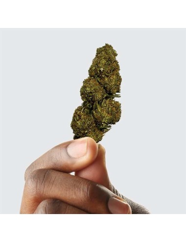 CBD-Blüte - BLUEBERRY