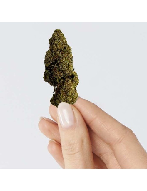 CBD-Blüte - RASPBERRY HAZE