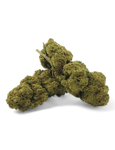 CBD-Blüte Harlequin Indoor Premium