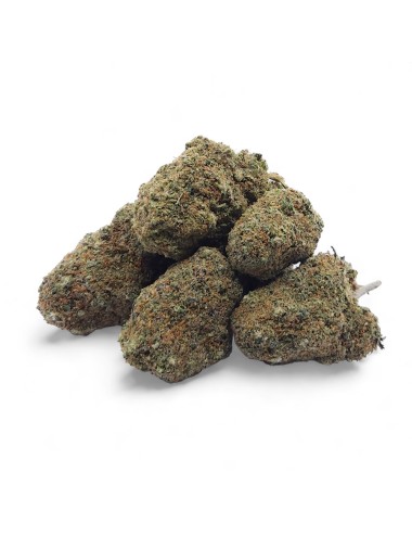 CBD-Blüte Gelato Glue Indoor Premium