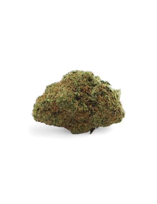 CBD-Blüte Amnesia 2.0 Indoor Premium