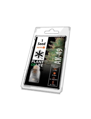 Sammelzuchtsorte AK-49 AUTO