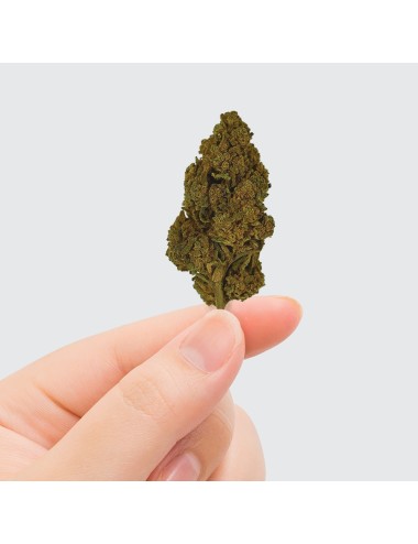 CBD-Blüte Tonic Kush
