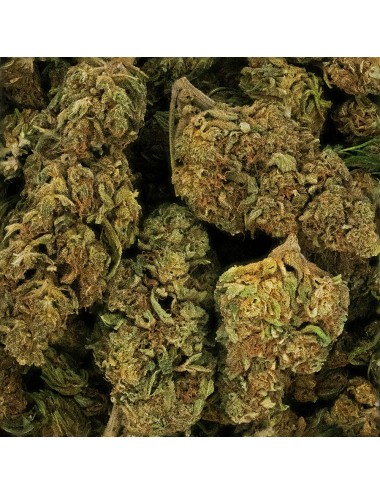 CBD-Blüte - LEMON HAZE