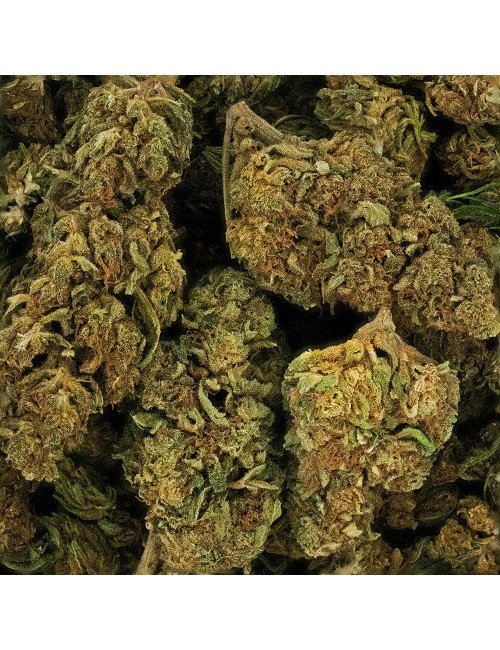 CBD-Blüte - LEMON HAZE