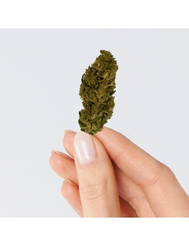 CBD-Blüte - LEMON HAZE