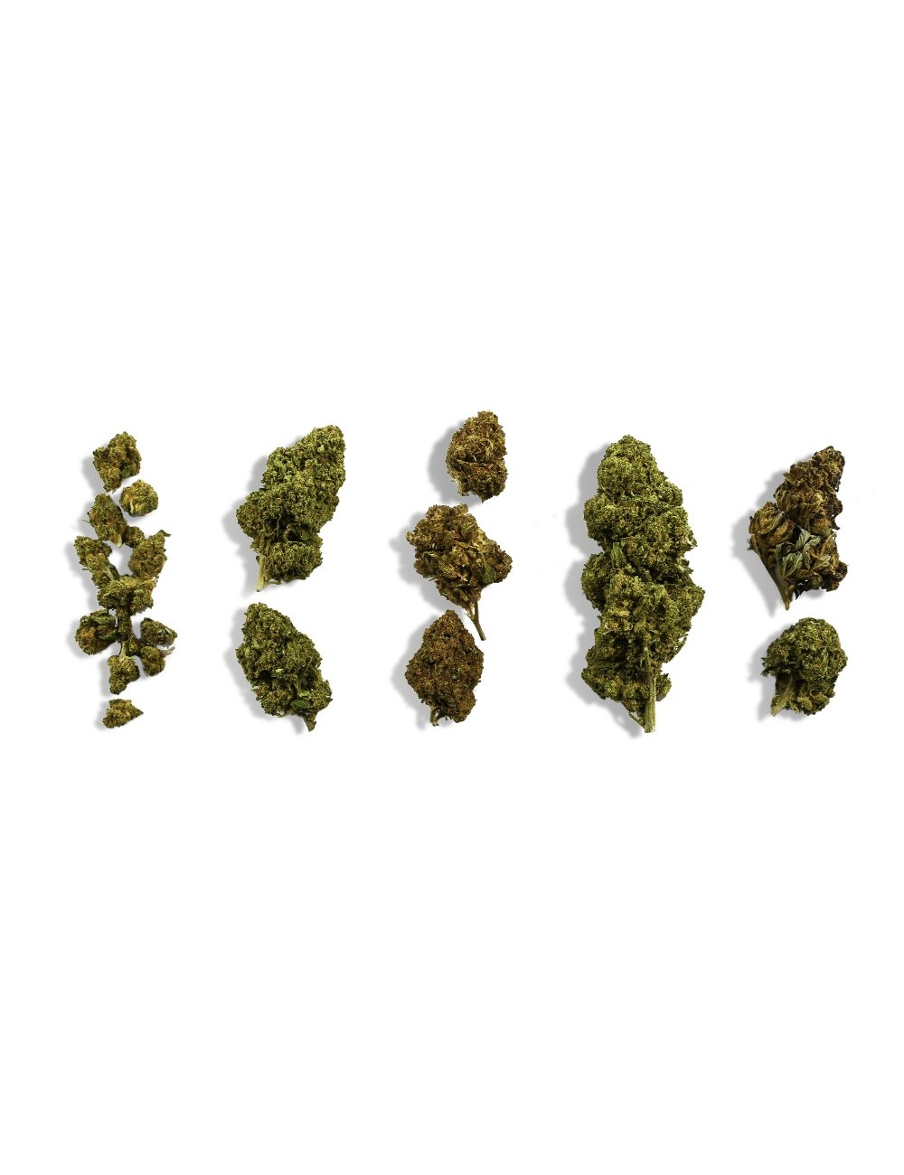 CBD-Blüten Einsteiger-Entdeckungsset